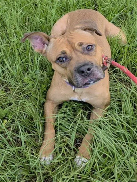 Serenity - Boxer