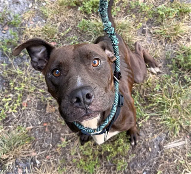 Covey - American Pit Bull Terrier