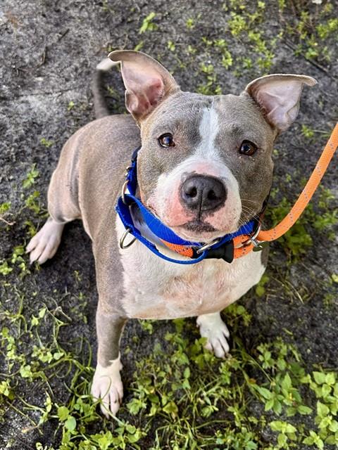 *Precious, American Staffordshire Terrier