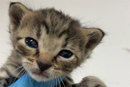 ARBOR, a cat for adoption from Broward County Animal Care & Regulation - Ft. Lauderdale