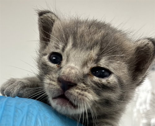 ASH, a cat for adoption from Broward County Animal Care & Regulation - Ft. Lauderdale