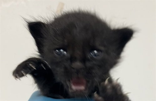 ROWAN, a cat for adoption from Broward County Animal Care & Regulation - Ft. Lauderdale