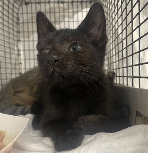 *BIJOUX, a cat for adoption from Broward County Animal Care & Regulation - Ft. Lauderdale