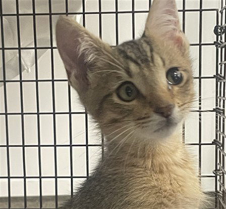 *Harper, Domestic Short Hair