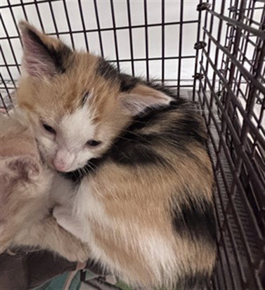 A2480392, Domestic Short Hair