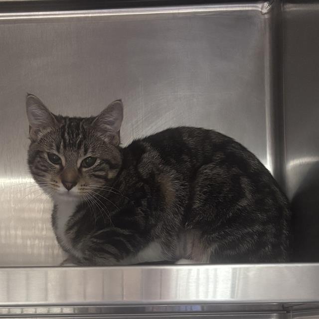 Boba, Domestic Short Hair