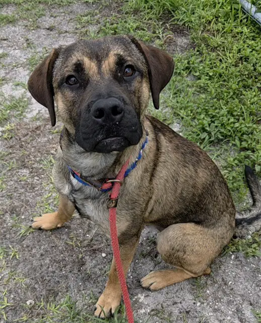 Houston - Boxer