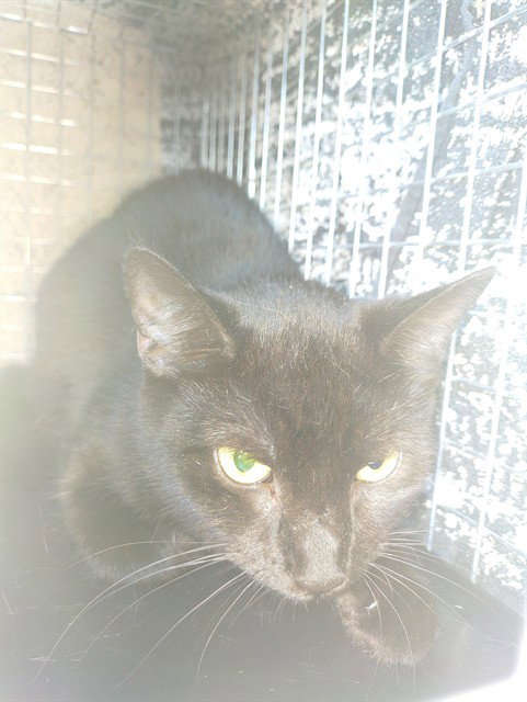 BIRCH, a cat for adoption from Broward County Animal Care & Regulation - Ft. Lauderdale