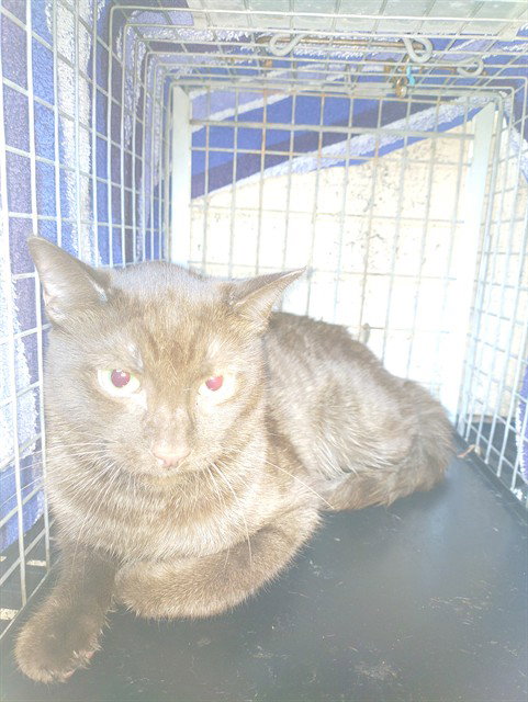 CEDAR, a cat for adoption from Broward County Animal Care & Regulation - Ft. Lauderdale