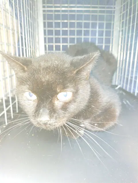 Ash - Domestic Short Hair