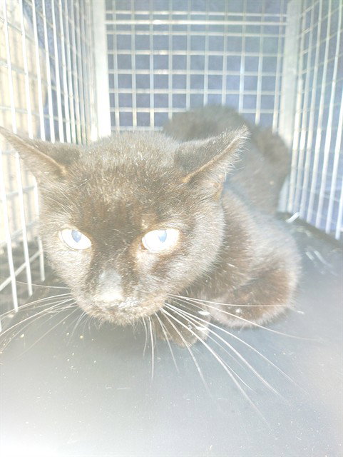 ASH, a cat for adoption from Broward County Animal Care & Regulation - Ft. Lauderdale