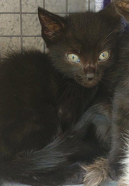 QUILL, a cat for adoption from Broward County Animal Care & Regulation - Ft. Lauderdale