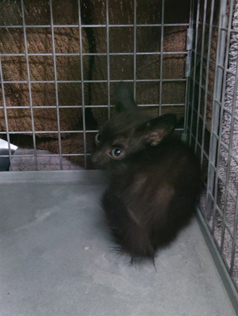 VESPER, a cat for adoption from Broward County Animal Care & Regulation - Ft. Lauderdale