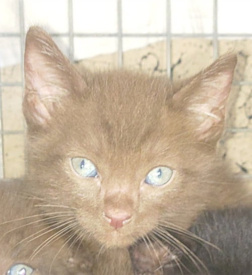 ZEPHYR, a cat for adoption from Broward County Animal Care & Regulation - Ft. Lauderdale