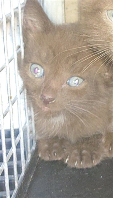 RUNE, a cat for adoption from Broward County Animal Care & Regulation - Ft. Lauderdale