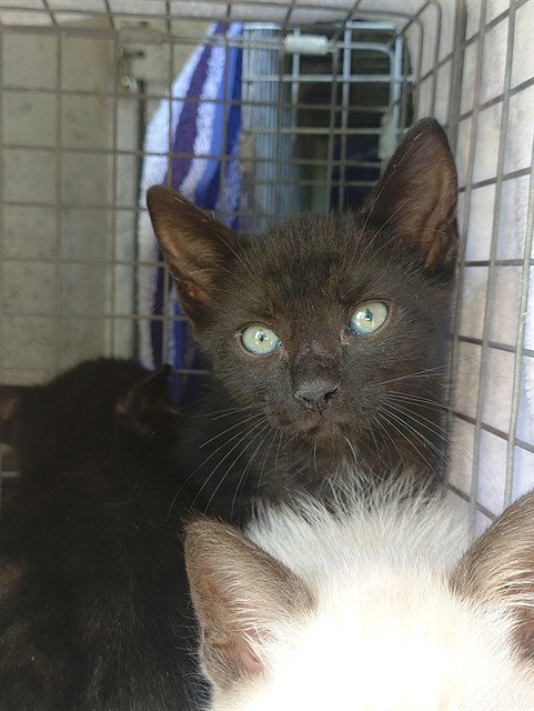 FABLE, a cat for adoption from Broward County Animal Care & Regulation - Ft. Lauderdale