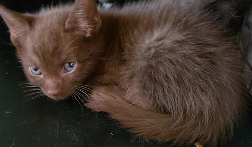 NOVA, a cat for adoption from Broward County Animal Care & Regulation - Ft. Lauderdale