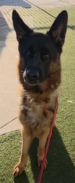 Tarzan - German Shepherd Dog