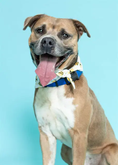 Howie - American Staffordshire Terrier