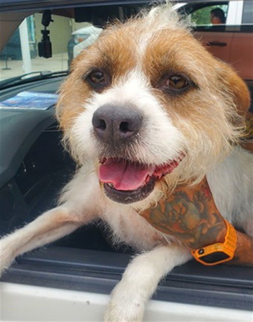 WALLACE, a dog for adoption from Broward County Animal Care & Regulation - Ft. Lauderdale