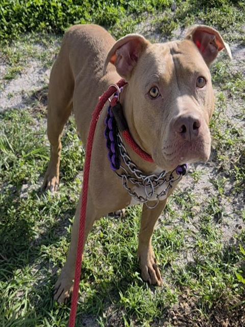 TWIN, a dog for adoption from Broward County Animal Care & Regulation - Ft. Lauderdale