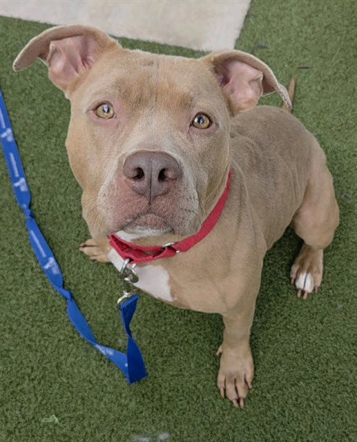 TWIN