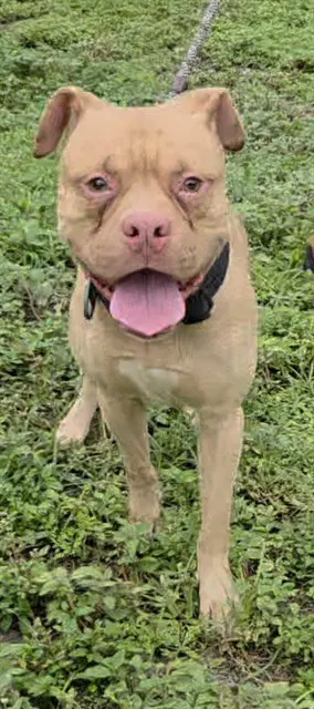Maekar - Boxer