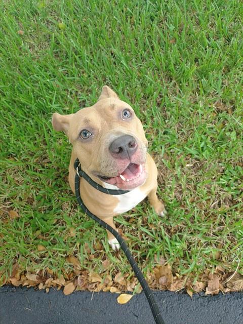 *BASIL, a dog for adoption from Broward County Animal Care & Regulation - Ft. Lauderdale