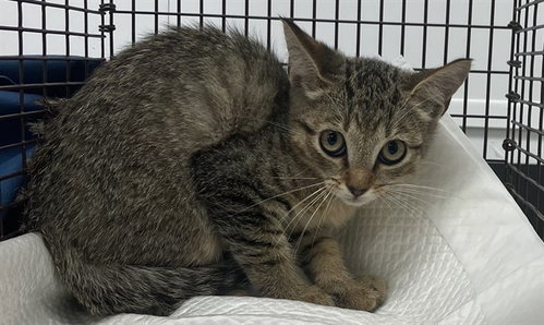 A2481144, a cat for adoption from Broward County Animal Care & Regulation - Ft. Lauderdale