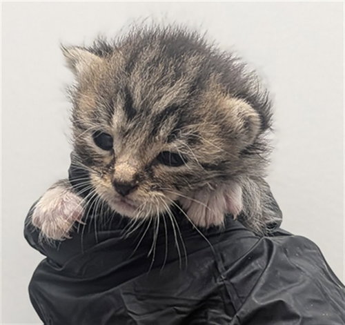*LOCK, a cat for adoption from Broward County Animal Care & Regulation - Ft. Lauderdale