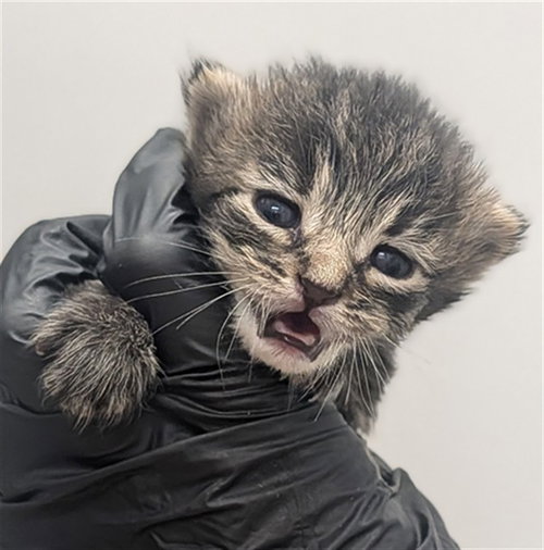 *SHOCK, a cat for adoption from Broward County Animal Care & Regulation - Ft. Lauderdale