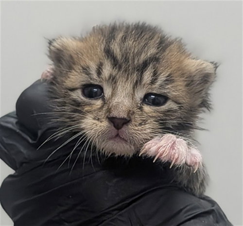 *BARREL, a cat for adoption from Broward County Animal Care & Regulation - Ft. Lauderdale
