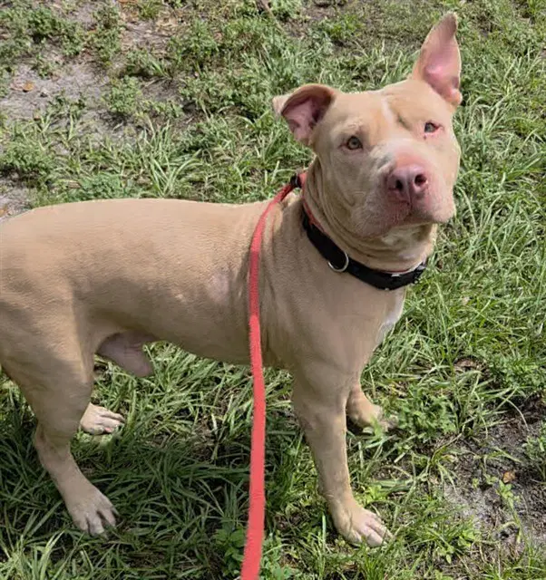 Tiny - American Staffordshire Terrier