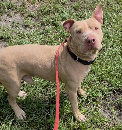 TINY, a dog for adoption from Broward County Animal Care & Regulation - Ft. Lauderdale