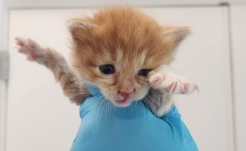 CHRIS, a cat for adoption from Broward County Animal Care & Regulation - Ft. Lauderdale