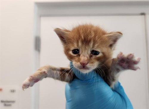 CALEB, a cat for adoption from Broward County Animal Care & Regulation - Ft. Lauderdale