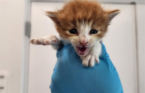 CODY, a cat for adoption from Broward County Animal Care & Regulation - Ft. Lauderdale