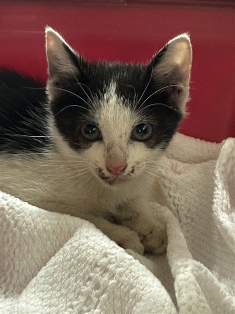 PICO, a cat for adoption from Broward County Animal Care & Regulation - Ft. Lauderdale