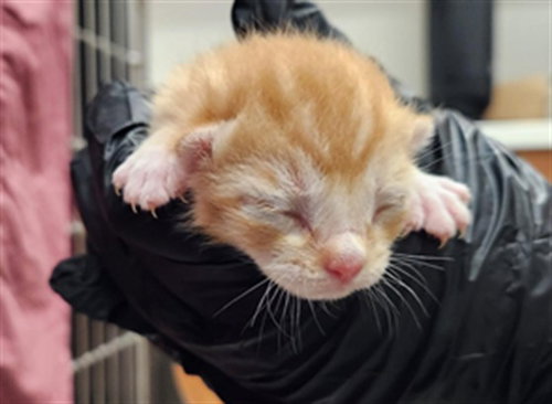 A2479199, a cat for adoption from Broward County Animal Care & Regulation - Ft. Lauderdale