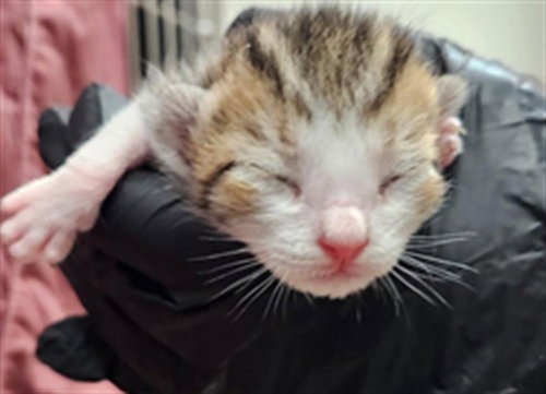 A2479200, a cat for adoption from Broward County Animal Care & Regulation - Ft. Lauderdale