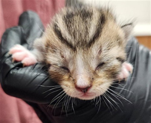A2479201, a cat for adoption from Broward County Animal Care & Regulation - Ft. Lauderdale