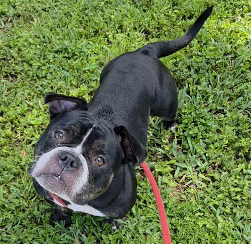VEGAS, a dog for adoption from Broward County Animal Care & Regulation - Ft. Lauderdale