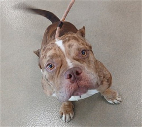 TOAST, a dog for adoption from Broward County Animal Care & Regulation - Ft. Lauderdale