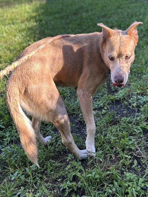 *GRACE, a dog for adoption from Broward County Animal Care & Regulation - Ft. Lauderdale