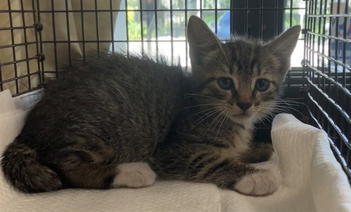 TUCKER, a cat for adoption from Broward County Animal Care & Regulation - Ft. Lauderdale