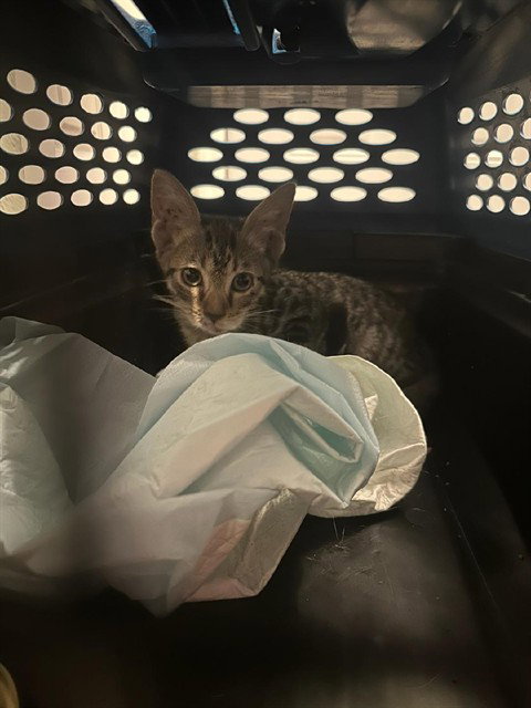 KENNY, a cat for adoption from Broward County Animal Care & Regulation - Ft. Lauderdale