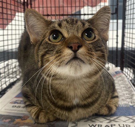 MAXWELL, a cat for adoption from Broward County Animal Care & Regulation - Ft. Lauderdale