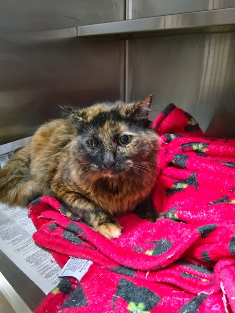 BABY, a cat for adoption from Broward County Animal Care & Regulation - Ft. Lauderdale