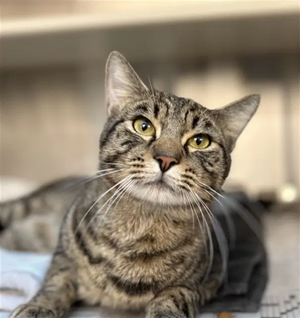 Wally - Domestic Short Hair