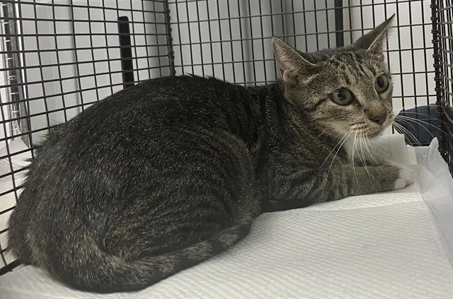 Unknown - Domestic Short Hair